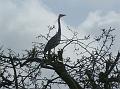 2014-0226-1105_Heron_10,6C